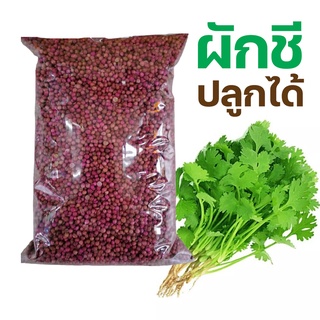 เมล็ดผักชี 500กรัม เมล็ด ปลูกง่าย ปลูกได้ตลอดปี ผักชี coriander seed