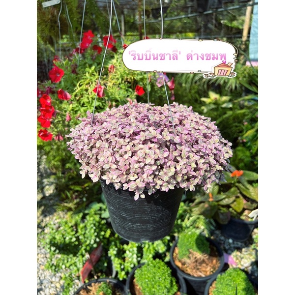 ริบบิ้นชาลี' ด่างชมพู 'ริบบิ้นชาลี' ญี่ปุ่น กระถาง 8 นิ้ว (แบบแขวน)