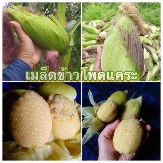 🌽เมล็ดพันธุ์ข้าวโพดขาวแคระ น่ารัก