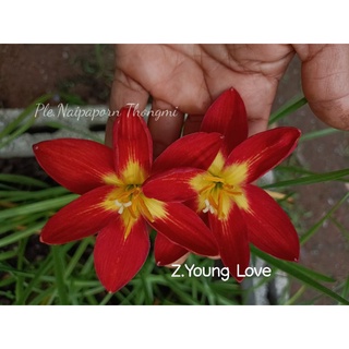 บัวดินZ.Young Love ยังเลิฟที่แปลว่ายังรัก หัวละ20บาท