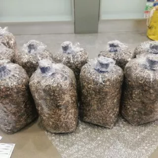 เห็ดฟาง​ แพ้ค5ก้อน​ เชื้อเห็ดฟาง​5ก้อน ก้อนเห็ดฟาง​