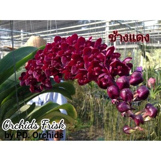 *พร้อมส่ง* ไม้ขวดกล้วยไม้ สกุลช้าง หลากสี (1สี/1ขวด)