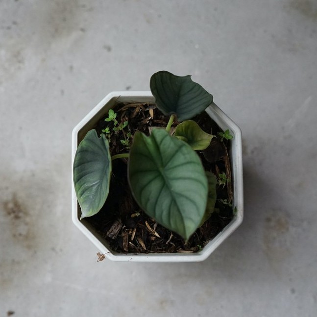 มุมมอง 2