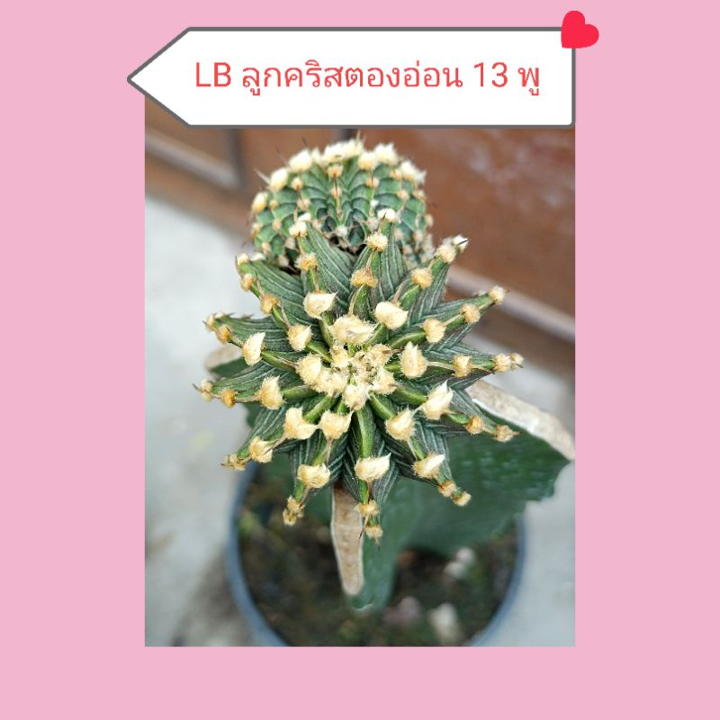 💞ไม้กราฟ LB2178 ตองอ่อน เชื้อคริส 13 พู (9)💞