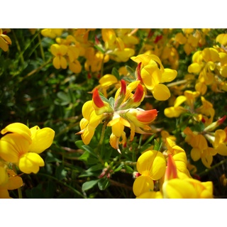 เมล็ดพันธุ์ Lotus corniculatus birds foot trefoil 500 เมล็ด เมล็ดพันธุ์นำเข้าจาก ยุโรป อัตราการงอก 90 %