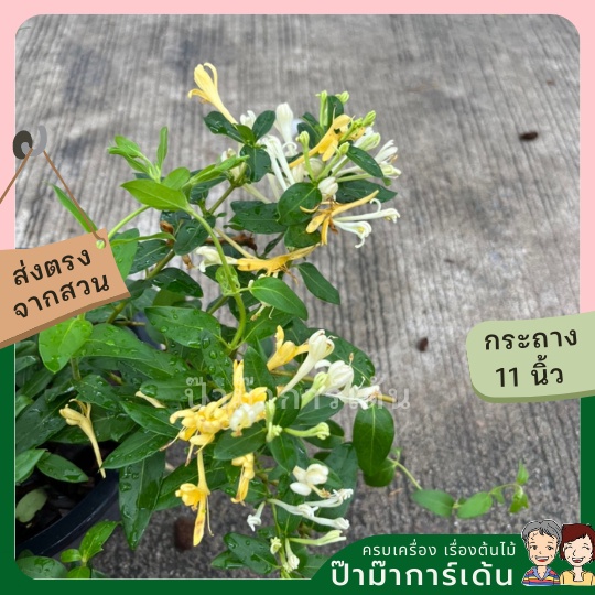 มุมมอง 3