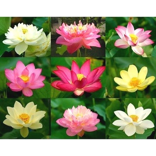 7 เมล็ด เมล็ดบัว คละสี ดอกใหญ่ สายพันธุ์เมล็ดบัว ดอกบัว Lotus seeds