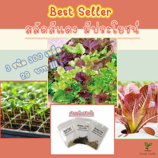 🌱เมล็ดผักสลัด 3 ชนิด 300 เมล็ด 29 บาท 📌งอกดีมีคู่มือการปลูก / เรดโครอล เรดบัตตาเวียร์ ผักกาดหอมแดง เมล็ดพันธุ์ผัก ไฮโดร