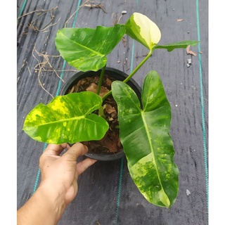 ฟิโลเดนดรอนเบอร์รี่มาร์คด่าง ฟิโลมรกตหยกด่าง4ใบ Philodendron burlemark ในกระถาง8นิ้ว