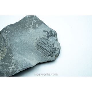 [อายุกว่า 505 ล้านปี!!!] #73 ฟอสซิล ไทรโลไบต์ Elrathia Kingi Trilobite ของแท้ ขนาดเล็ก บน Matrix จาก USA