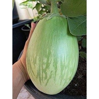 เมล็ดพันธุ์ มะเขือยักษ์ พันธุ์หยกภูพาน (Yok Poo Pan Giant Eggplant Seed) บรรจุ 50 เมล็ด