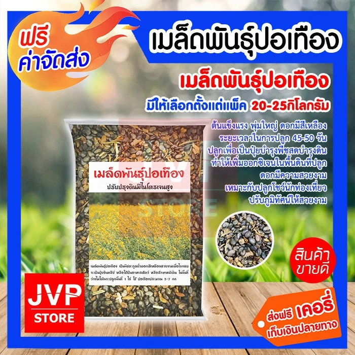 เมล็ดพันธุ์ปอเทือง มีให้เลือก 20-25กิโลกรัม ดอกปอเทือง ดอกเหลือง เมล็ดพันธุ์คุณภาพดี (1 กระสอบ ต่อ 1 ออเดอร์ )