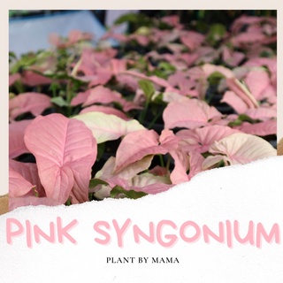 PLANT BY MAMA | ออมชมพู Pink Syngonium