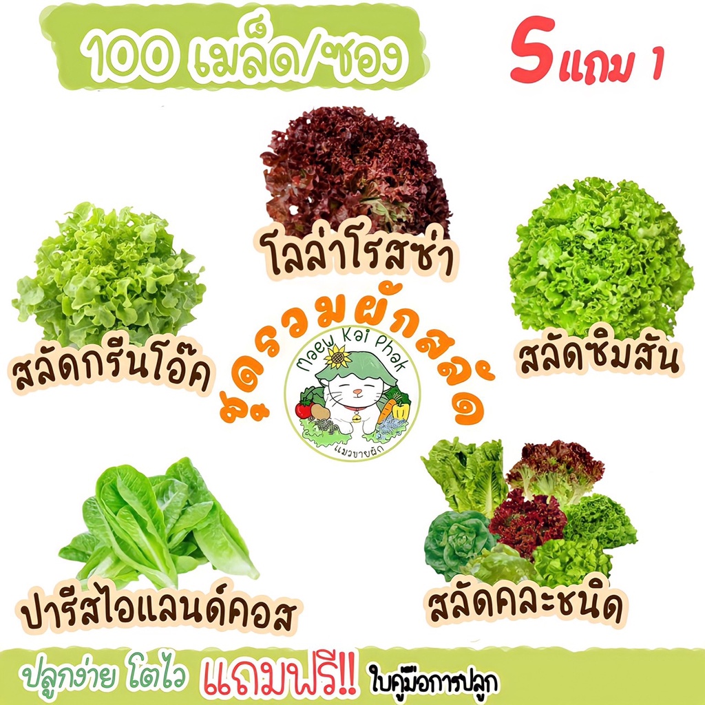 เมล็ดผักสลัด  ชุดผักสลัด 100 เมล็ด ปลูกง่ายไม่กลายพันธุ์  สลัดใบเขียว, บัตเตอร์คลั้น, สลัดกรีนโอ๊ค, ราคา ถูกที่สุด ดีลบีเคเค แกลเลอรีภาพที่ 2