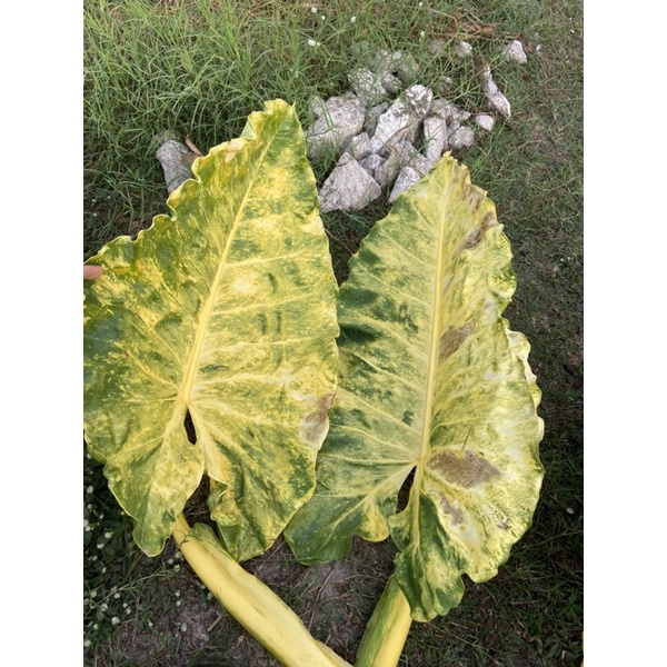 Alocasia New Guinea Gold เพชรเจ็ดสี แม่ด่างจัดตามรูป no.4