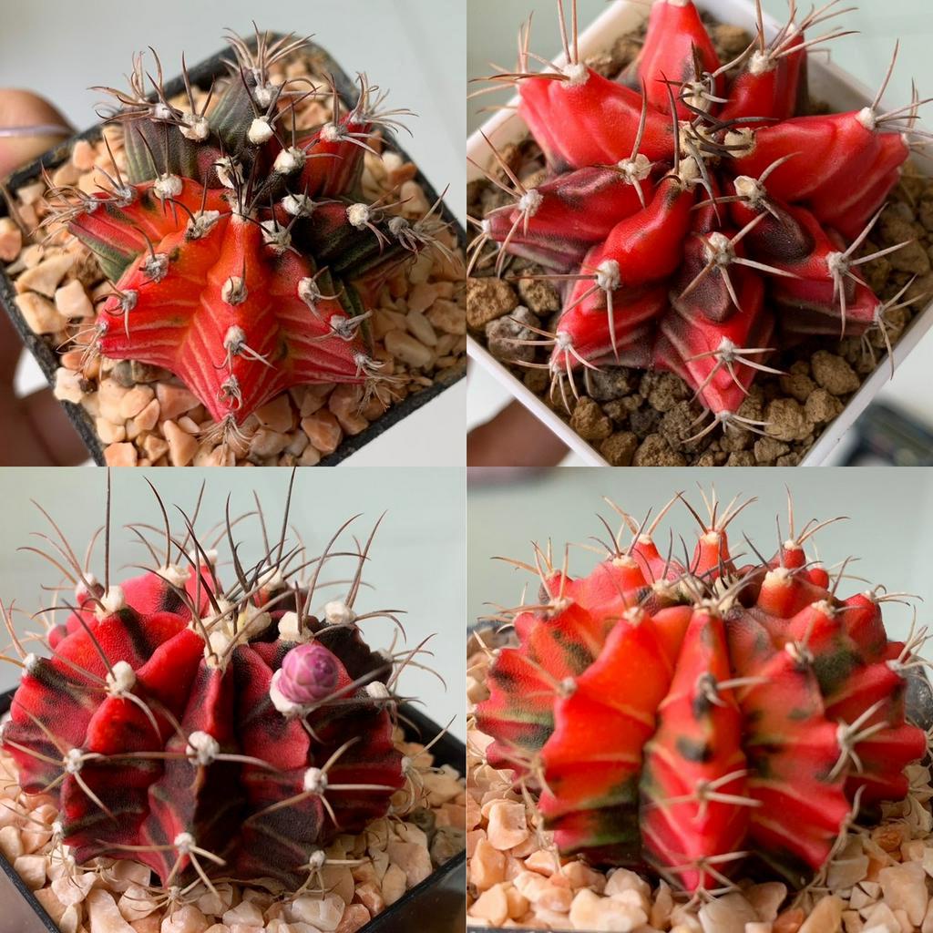 ยิมโนด่างไม้เมล็ด ยิมโนหัวสี [Lot5] กระบองเพชร จากเรือนแคคตัสสุราษฎร์ธานี