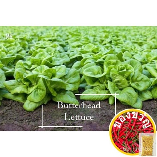 * ง่าย * VIB Butter HEAD lettuce seeds - 1000 SEED * POT Friendly * ขนาดปาล์ม, Pashto, Ben chiur-MANGO Garden seed seeds