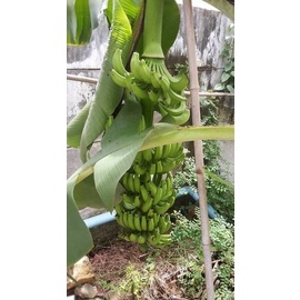 🍌ต้นหน่อกล้วยงาช้าง กล้วยลูกใหญ่ ยาว หน่อสวยพร้อมปลูกค่ะ - รูปที่ 2