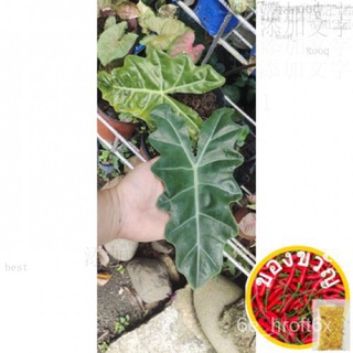 ALOCASIA PLANT (ACTUAL LIVE PLANT )头饰/园艺/文胸/苹果/生菜/儿童/木瓜/seeds/种子/帽子//กุหลาบ MPVH