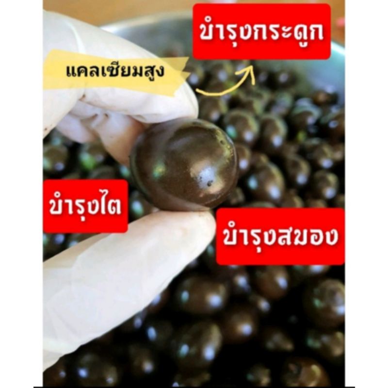 ลูกไข่เน่า  1 กิโลกรัม ช่วงปลายฤดูแล้วนะคะลูกจะคละขนาด