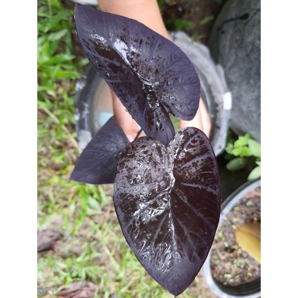 Colocasia Black Ripple แบล็คริปเปิล