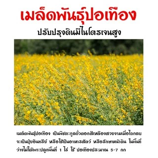 เมล็ดพันธุ์ปอเทือง มีให้เลือก 20-25กิโลกรัม ดอกปอเทือง ดอกเหลือง เมล็ดพันธุ์คุณภาพดี (1 กระสอบ ต่อ 1 ออเดอร์ )