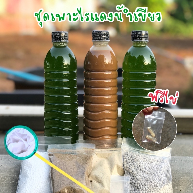 KPK ชุดเพาะไรแดง ชุดทำน้ำเขียว หัวเชื้อเข้มข้น ขยายเร็วเขียวไวไรแดงบูม (ฟรีไข่ทุกชุด และกระชอน)