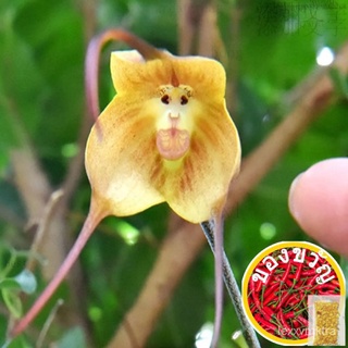 READY STOCK 10pcs Monkey Face Orchid Flower Seed Balcony Living Room Office Garden Home Decor Easy Grow Plant鲜花/头饰/苹果/母婴