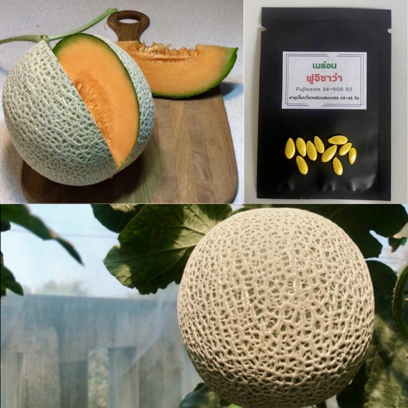 เมล็ดพันธุ์เมล่อนฟูจิซาว่า fujisawa เนื้อนุ่ม สีส้ม