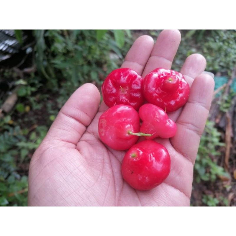 ต้นชมพู่​พลาสติกแดง สีสวย