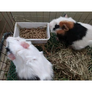 โรงงานขายตรง แบ่งบรรจุ 1 กก. ถุงซิป สมาร์ทฮาร์ท สัตว์ฟันแทะ SmartHeart Rodent แกสบี้ หนูตะเภา หนูขวัญ กระต่าย แฮมเตอร์