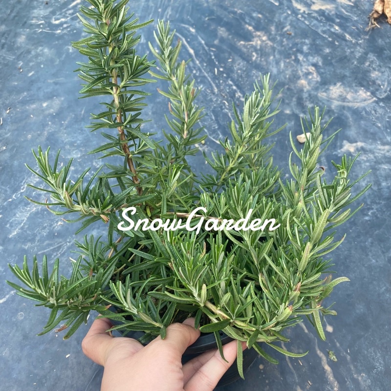 ต้นโรสแมรี่ / โรสอมรี่ขาว กระถาง8นิ้ว 🌿 มีกลิ่นหอม สมุนไพรฝรั่ง ใช้ปรุงอาหาร ทานได้