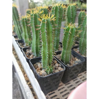 ยูโฟเบีย ฟรุตติโคซ่า Euphorbia fruiticosa 🌵🦠🌵🦠🌵