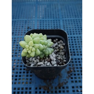 Sedum Morganianum Burrito | Succulent Potted in 2.2" Pot花园/向日葵/儿童/文胸/苹果/生菜/芹菜/木瓜/种子/园艺//กุหลาบ XPGA