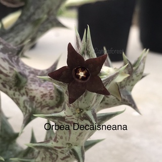 เก๋งจีนเด็ดสด Orbea Decaisneana