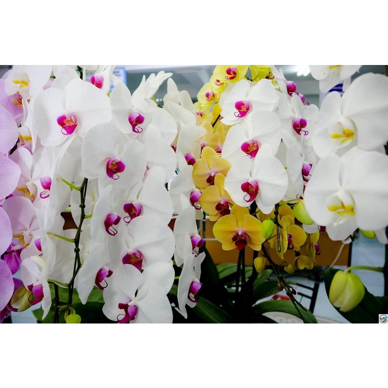 กล้วยไม้ฟาแลนนอปซิส พร้อมส่ง