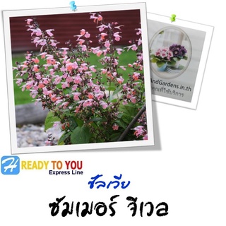 ซัลเวีย (Salvia) ซัมเมอร์ จีเวล 25 เมล็ด (จาก Takii &amp; Co. Ltd.)