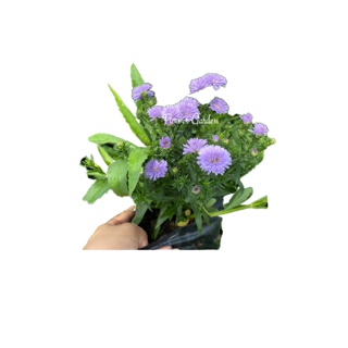 โปรโมชั่น : มากาเร็ต แบบถุงและกระถาง พร้อมส่ง ปลูกง่ายมาก