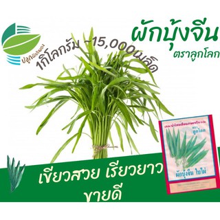 ผักบุ้งจีน ใบไผ่ ~15,000​ เมล็ด​ 1กิโลกรัม (Chinese​ Convolvulus)​