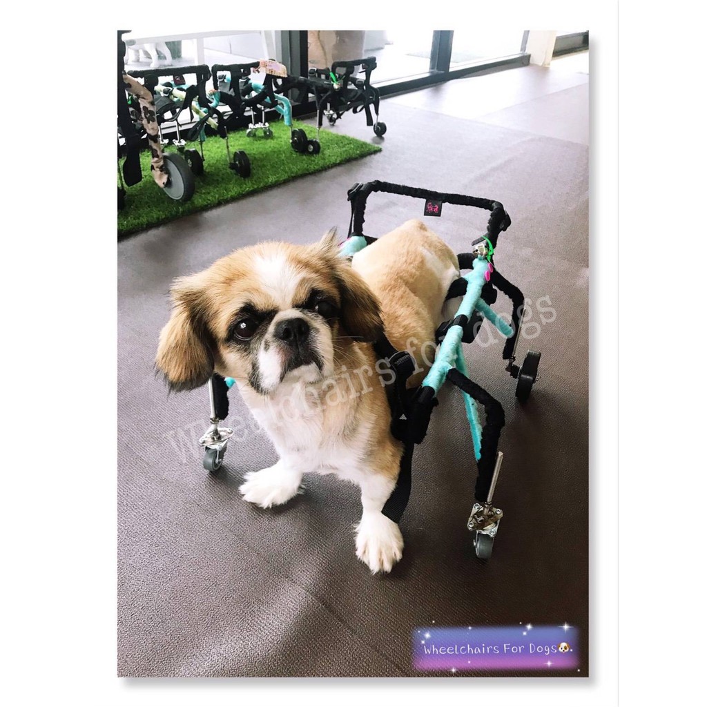 วีลแชร์สุนัข ครงเหล็กกันสนิม ขนาดไซส์Sสัตว์เลี้ยง wheelchair for dog สุนัขเล็ก **ติดต่อร้านค้าก่อนสั่งซื้อ**โดยสัตวแพทย์