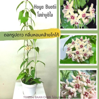 Hoya Buotii โฮย่าบูติไอ ดอกสีครีม ส่งต้นติดดอก มีกลิ่นหอม  ไม้แขวนประดับ