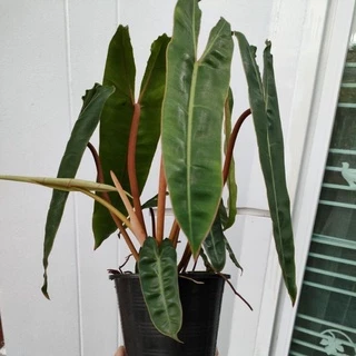 ฟิโลก้านส้ม #Philodendron billietia #