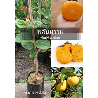 (1ต้น) พลับหวาน พันธุ์ชินาม่อน (อิงดาว)