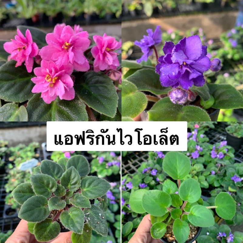 แอฟริกันไวโอเล็ต African Violet ปลูกในร่มได้