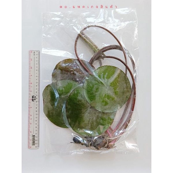 บัวฝรั่งชื่อมัลลิกา Waterlily (Newมาใหม่จ้า)ดอกใหญ่ขาวกลมมากออกตลอดปีจ้า - รูปที่ 3