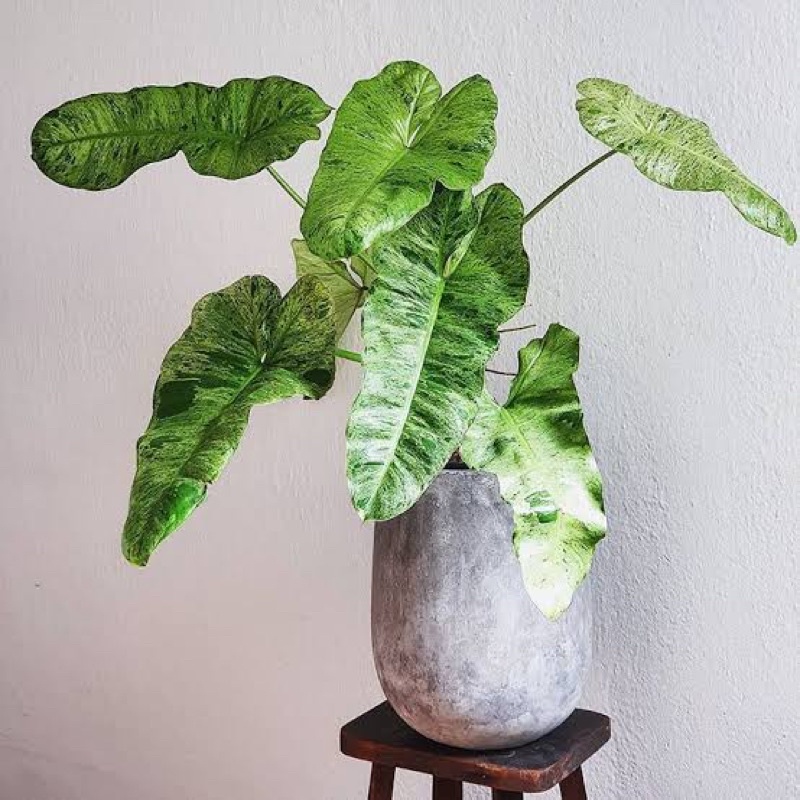 Philodendron🍀Paraiso Verde🌿ฟาไรโซ่