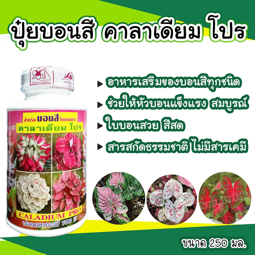 ปุ๋ยบอนสี คาลาเดียม โปร อาหารบอนสี ขนาด 250 มล ใบสวย สีสด ใบสมบูรณ์