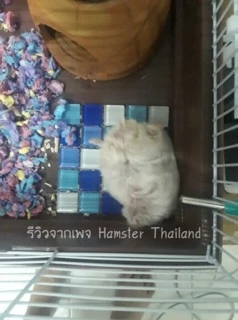 [Hamsterthailand] กระเบื้องคลายร้อน แผ่นเย็น คลายร้อน กระเบื้อง สัตว์เลี้ยง แฮมสเตอร์