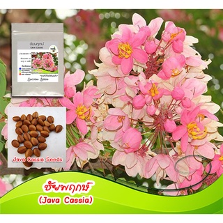 ชัยพฤกษ์ (Java cassia) เมล็ดชัยพฤกษ์ เมล็ดไม้ยืนต้น ไม้ประดับ ไม้ในสวน