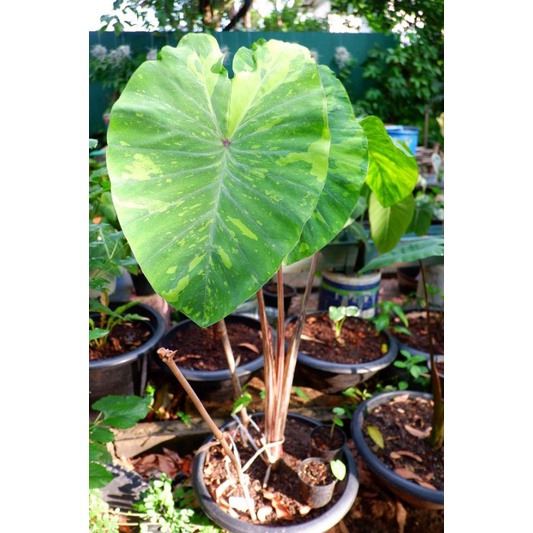 🍋บอนโคโลคาเซีย เลมอนไลม์ Colocasia ถูกที่สุด🎃